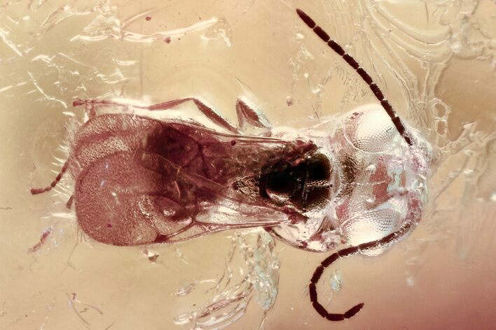 Detailed Fossil Wasp (Megaspilidae) In Baltic Amber #357713